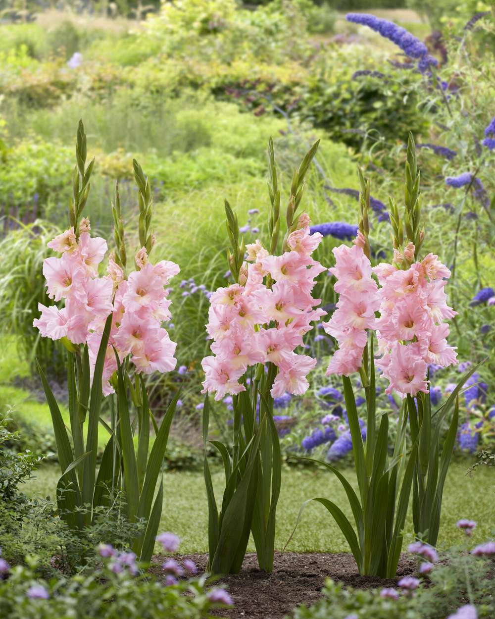 Gladiolus 'Pink Lightning®'